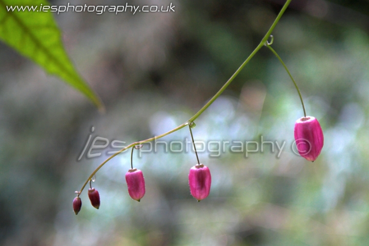 flowers_wm.jpg - Flower