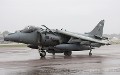 harrier_wm