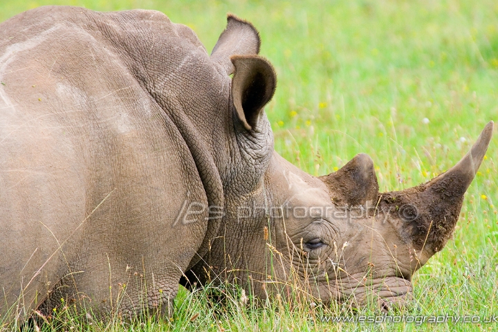 wm_rhino.jpg - Rhino