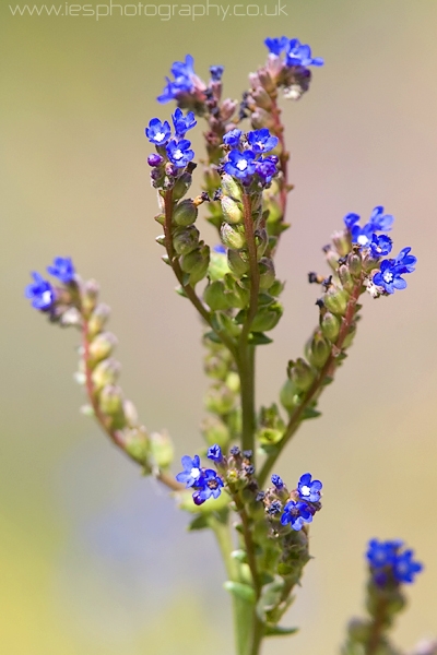 blue_flower_wm.jpg