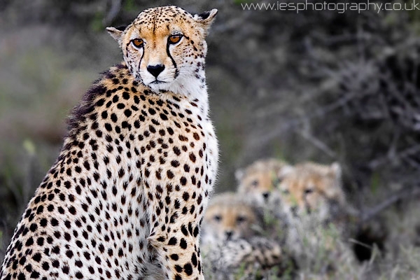 cheetah2.jpg