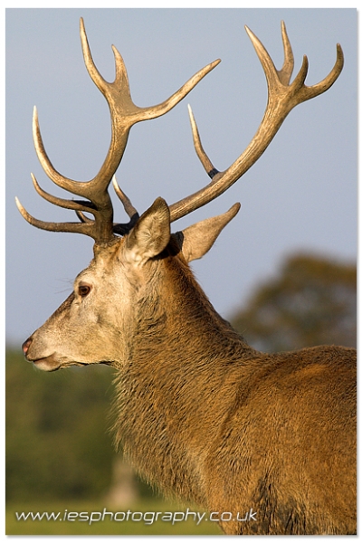 deer4.jpg