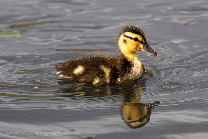 duckling.jpg