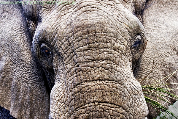 elephant_face_wm.jpg