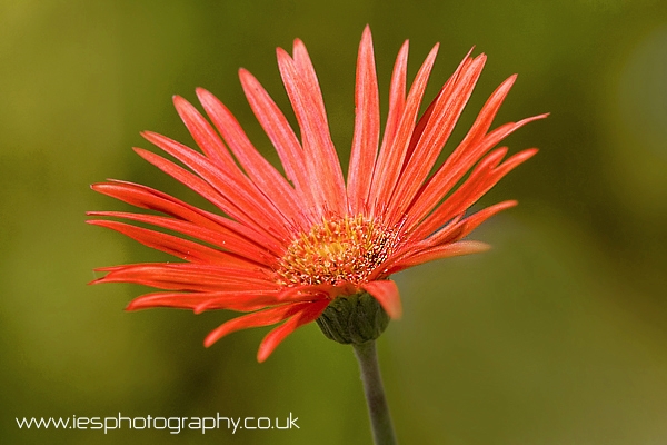 flower_orange_wm.jpg