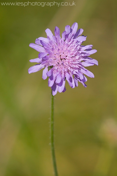 flower_purple.jpg