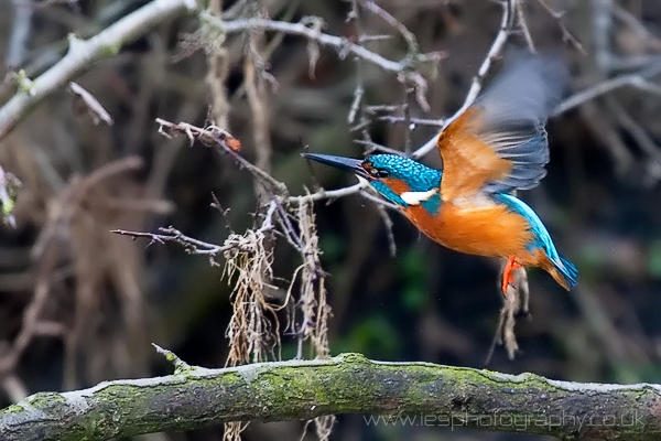 kingfisher-richmond-park.jpg