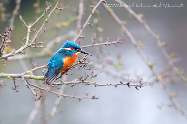 kingfisher-richmond_park_b.jpg
