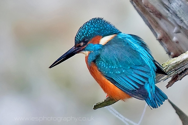 kingfisher.jpg