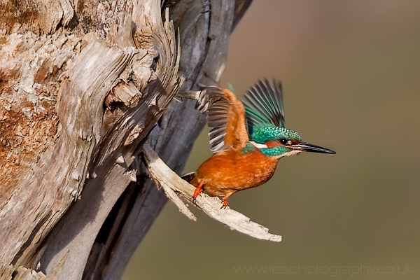 kingfisher4.jpg