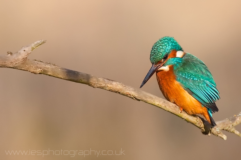 kingfisher5.jpg