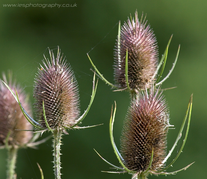 thistle.jpg