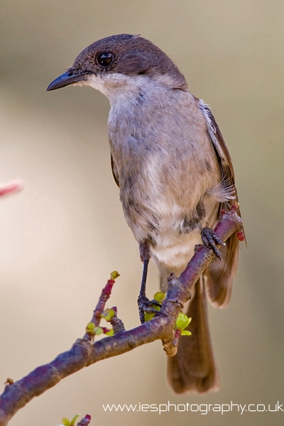 unknown_bird_wm.jpg