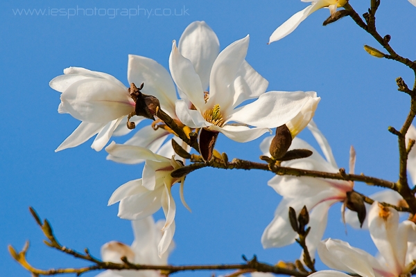 white_flowers_wm.jpg