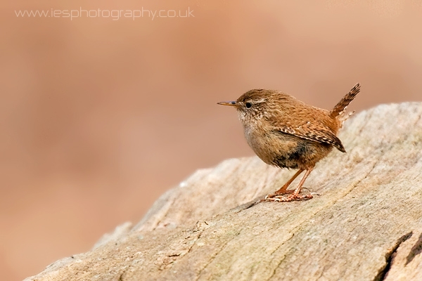 wren-richmond-park.jpg