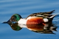 London_WWT_9_web