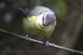 blue_tit_fat_wm