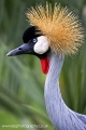 crowned_crane_wm