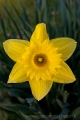 daffodil_spring2_wm