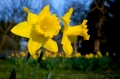 daffodill_spring_wma