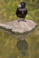 duck_reflect