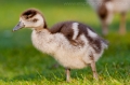 duckling_wm