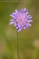 flower_purple