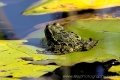 frog_lilli