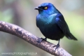 glossy_starling_wm