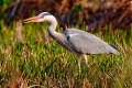 grey_heron_wm