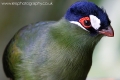 hartlaubs_turaco_wm