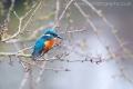 kingfisher-richmond_park_b