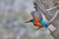 kingfisher1