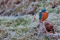 kingfisher2