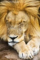 lion_sleep_wm