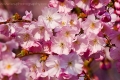 pink_flowers_wm
