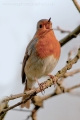 robin_singing