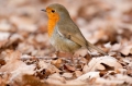 robin_web