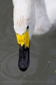 swan_wm