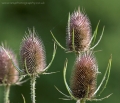 thistle