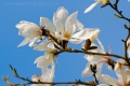 white_flowers_wm