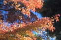 autumnleaves1