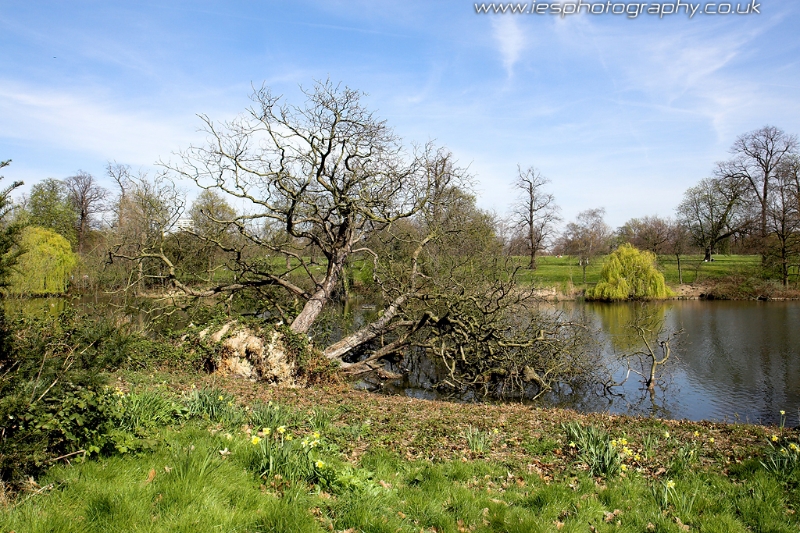 fallentree_wm.jpg - Hyde Park