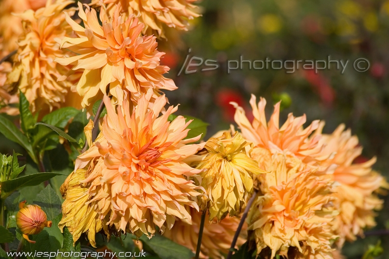 flowers1_wmjpg.jpg - Flowers