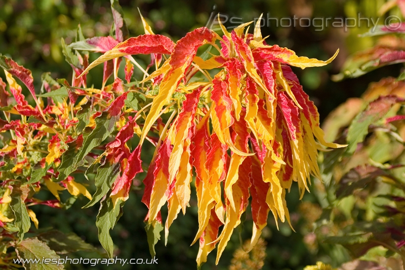 flowers2_wm.jpg - Flowers in the Park