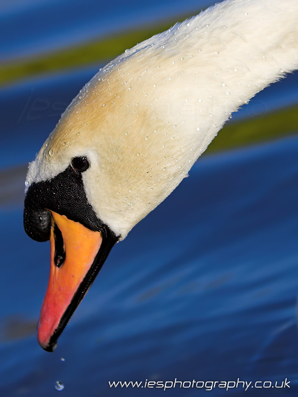 IMAGE: http://www.iesphotography.co.uk/swan_wm.jpg