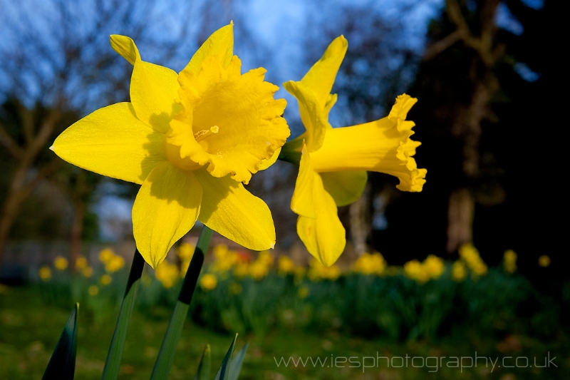daffodill_spring_wma.jpg
