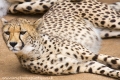 cheetah_cango_wm