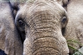 elephant_face_wm