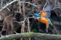 kingfisher-richmond-park